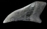 Partial Fossil Megalodon Tooth - Massive Tooth! #88643-1